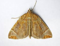 Attēlu rezultāti vaicājumam “Eulithis mellinata”