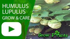 Attēlu rezultāti vaicājumam “Humulus lupulus fruit”