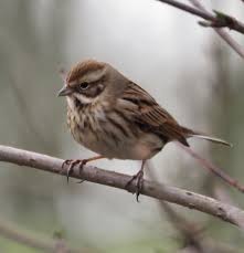 Attēlu rezultāti vaicājumam “Emberiza schoeniclus nest”