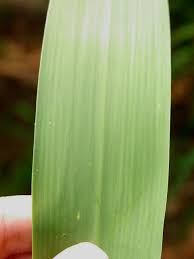 Attēlu rezultāti vaicājumam “Phragmites communis leaf”