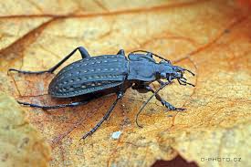 Attēlu rezultāti vaicājumam “Carabus clathratus”