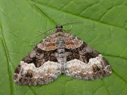 Attēlu rezultāti vaicājumam “Xanthorhoe biriviata”