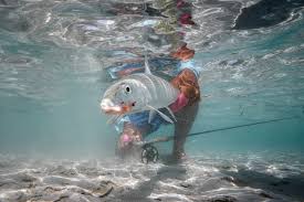 Image result for Albula glossodonta