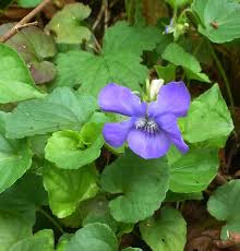 Attēlu rezultāti vaicājumam “Viola riviniana leaf”