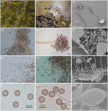 Attēlu rezultāti vaicājumam “Physarum flavicomum stalked”