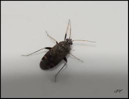 Attēlu rezultāti vaicājumam “Psallus sp.”