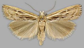 Attēlu rezultāti vaicājumam “Pediasia fascelinella”