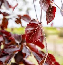 Attēlu rezultāti vaicājumam “Fagus sylvatica fo. purpurea male flower”
