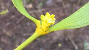 Attēlu rezultāti vaicājumam “Viscum album female flower”