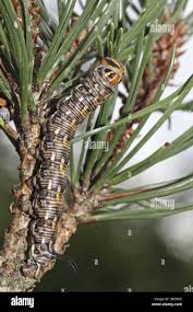 Attēlu rezultāti vaicājumam “Sphinx pinastri larva”