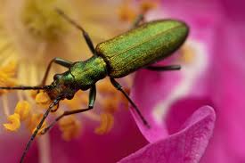 Attēlu rezultāti vaicājumam “Chrysanthia viridissima”