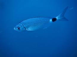 Image result for Oblada melanurus