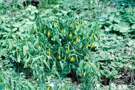 Attēlu rezultāti vaicājumam “Uvularia grandiflora”