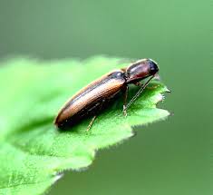 Attēlu rezultāti vaicājumam “Dalopius marginatus”