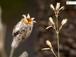 Attēlu rezultāti vaicājumam “Silene nutans flower”