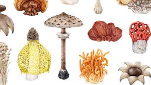 Attēlu rezultāti vaicājumam “fungi”