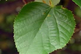 Attēlu rezultāti vaicājumam “Tilia tomentosa leaf”