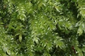 Attēlu rezultāti vaicājumam “Pseudotaxiphyllum elegans”