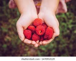 Attēlu rezultāti vaicājumam “Rubus illecebrosus fruit”