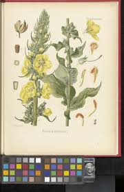 Image result for Verbascum phlomoides