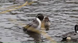 Attēlu rezultāti vaicājumam “Anas acuta male”