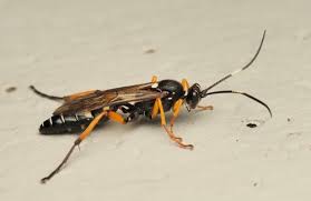 Attēlu rezultāti vaicājumam “Diphyus latebricola”