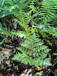 Attēlu rezultāti vaicājumam “Botrychium virginianum”