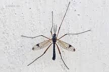 Attēlu rezultāti vaicājumam “Dictenidia bimaculata”