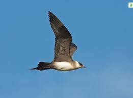 Attēlu rezultāti vaicājumam “Stercorarius parasiticus”