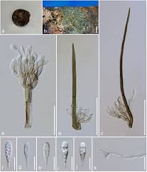 Attēlu rezultāti vaicājumam “Stemonitis foliicola stalked”