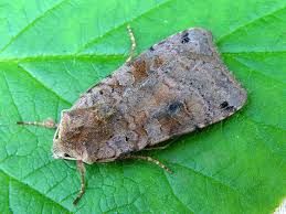 Attēlu rezultāti vaicājumam “Xestia baja”