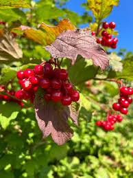 Attēlu rezultāti vaicājumam “Viburnum opulus fruit”