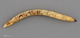 Attēlu rezultāti vaicājumam “Therevidae larva”