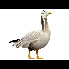 Attēlu rezultāti vaicājumam “Anser anser”