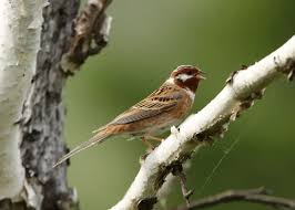Image result for Emberiza leucocephalos