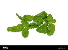 Attēlu rezultāti vaicājumam “Mentha spicata leaf”