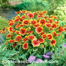 Image result for Gaillardia `Kobold`