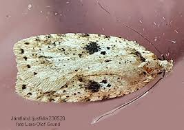 Attēlu rezultāti vaicājumam “Agonopterix aranella”