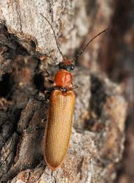 Attēlu rezultāti vaicājumam “Denticollis linearis”