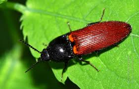 Attēlu rezultāti vaicājumam “Ampedus pomorum”