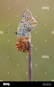 Attēlu rezultāti vaicājumam “Lycaena tityrus male”