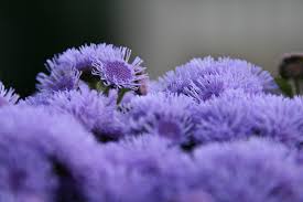 Image result for Leberbalsam