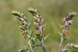 Attēlu rezultāti vaicājumam “Odontites vulgaris”