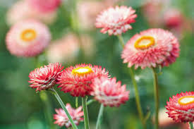 Image result for Helichrysum bracteatum