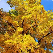 Attēlu rezultāti vaicājumam “Carya cordiformis”