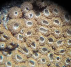 Attēlu rezultāti vaicājumam “Merismodes anomala”