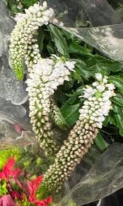 Attēlu rezultāti vaicājumam “Veronica longifolia bud”