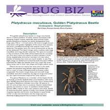 Attēlu rezultāti vaicājumam “Platydracus fulvipes”