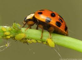 Image result for insect poop