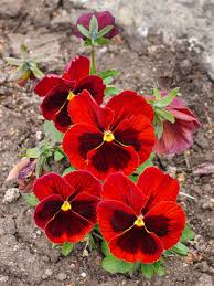 Image result for Viola wittrockiana